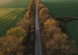 carretera entre árboles